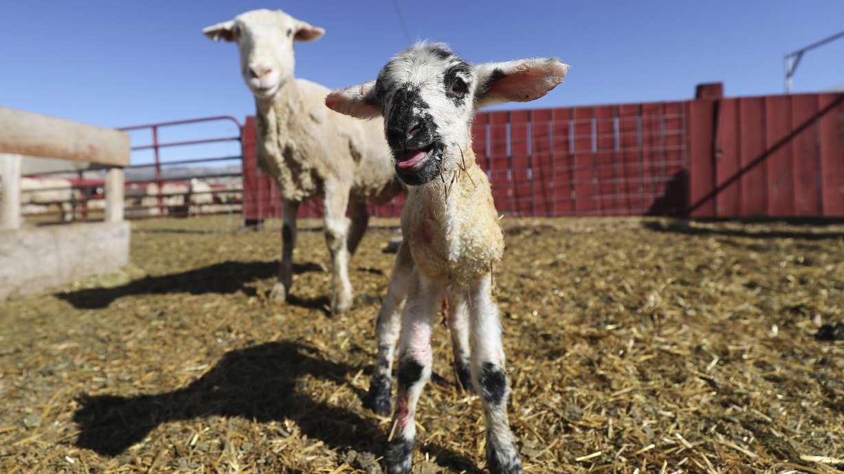 A ewe watches over her newborn lamb at the Skyline Sheep Co. in Mt. Pleasant, Sanpete County, on Friday April 10, 2020. The coronavirus is hurting sheep ranchers, not physically, but financially.