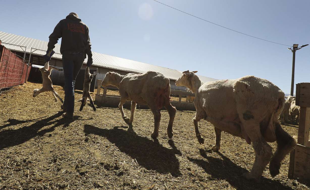 Carson Jorgensen separates newborn lambs at the Skyline Sheep Co. in Mt. Pleasant, Sanpete County, on Friday April 10, 2020. The coronavirus is hurting sheep ranchers, not physically, but financially.
