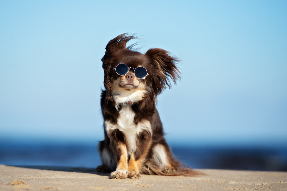 Heart of Minky QUIZ: What cool dog are you?