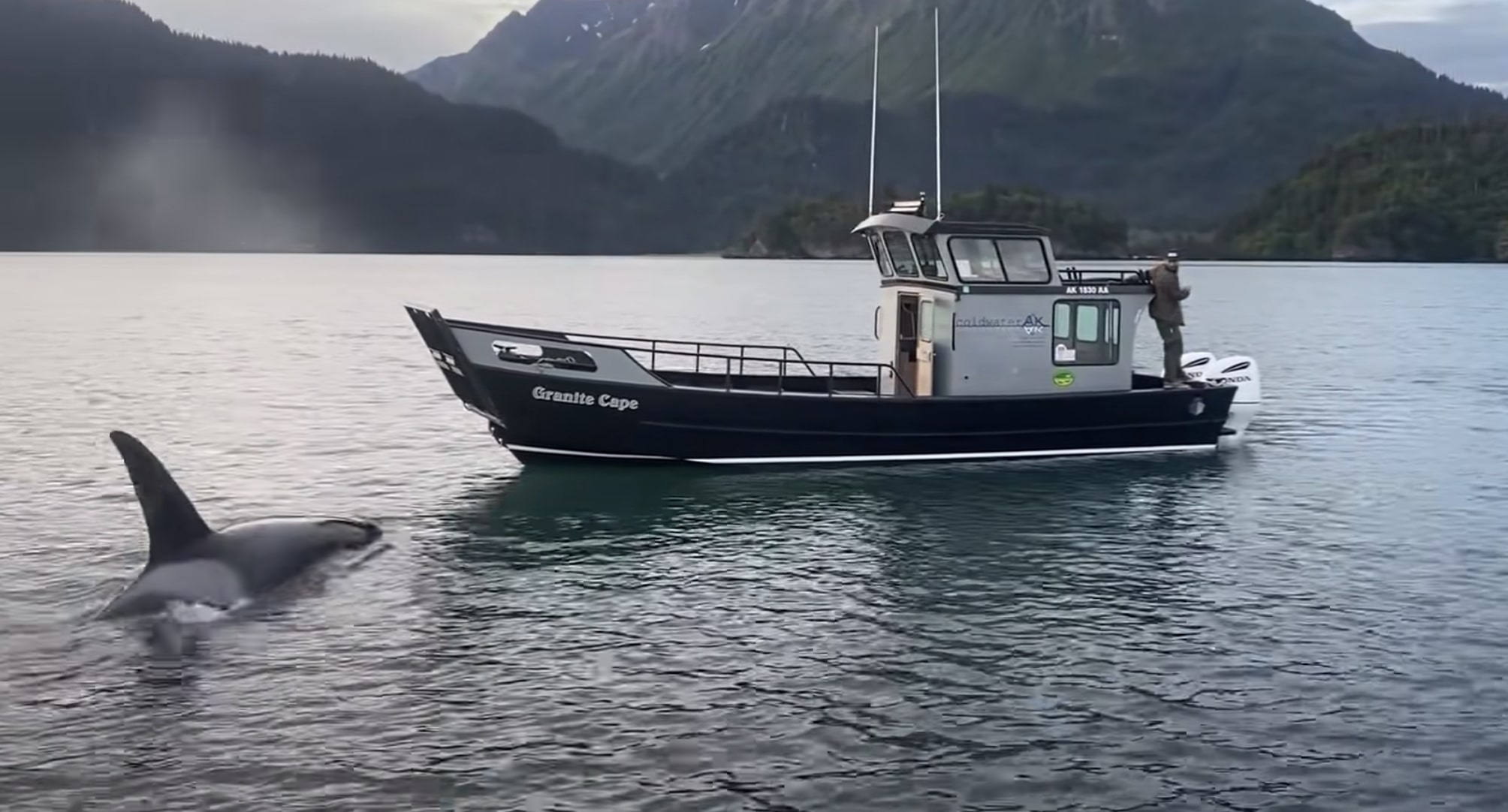 Have You Seen This? Otter jumps onto boat to escape killer whale