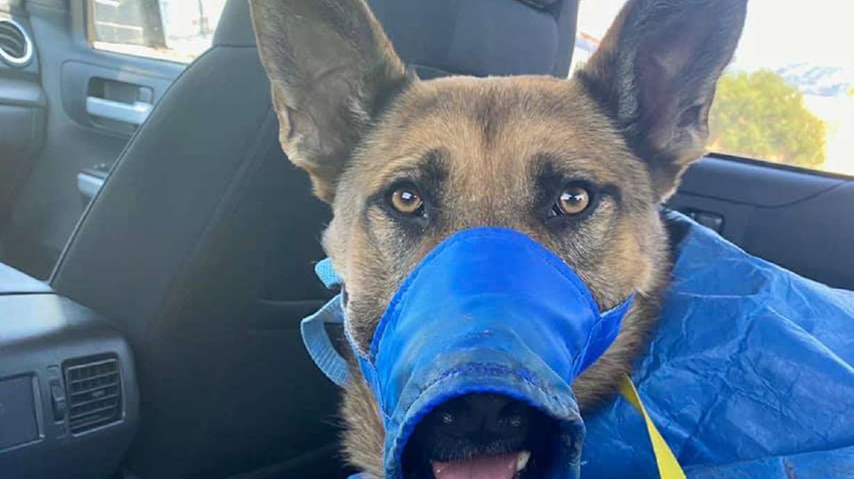 Roy police K-9 Mik returns home on Sunday, Aug. 9, 2020, after undergoing surgery. He was shot in the line of duty earlier in the day but is expected to recover. Roy police say he’ll be out of work for at least six weeks.