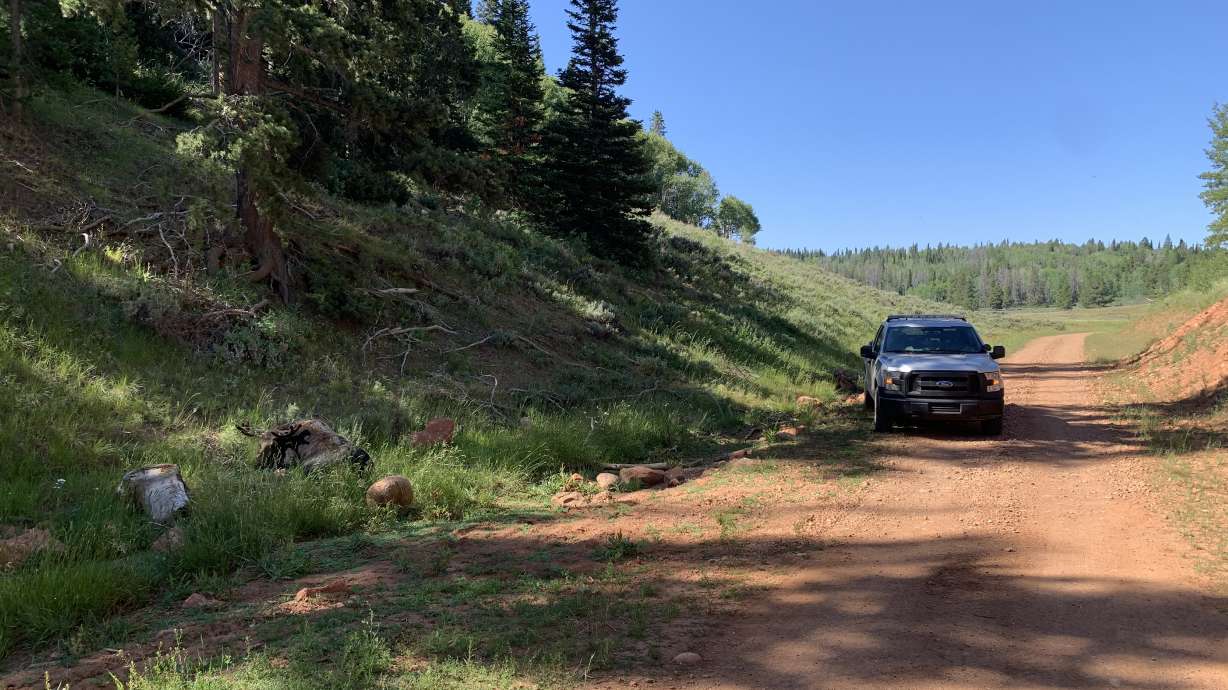 A bull moose was found illegally killed near Bug Lake in Rich County on July 30, 2020. State wildlife officials said there were no active hunts for moose at the time it was killed.