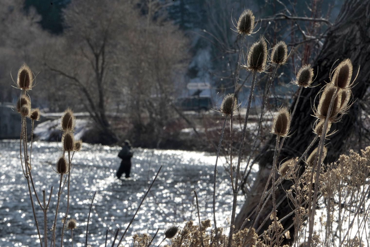 An angler fishes along the Provo River near Vivian Park in this file photo. 