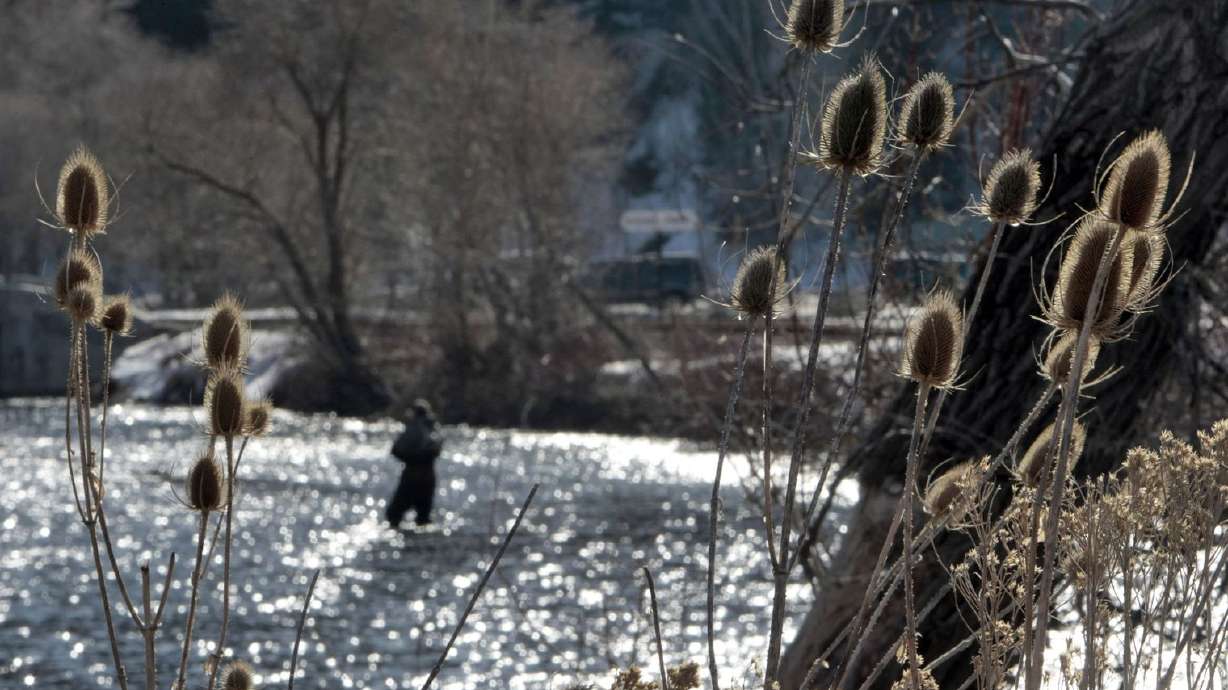 An angler fishes along the Provo River near Vivian Park in this file photo.