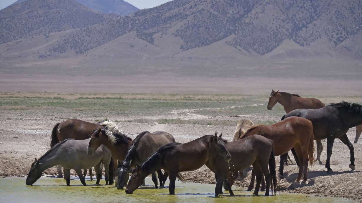 3 large corrals approved for western US wild horse roundups