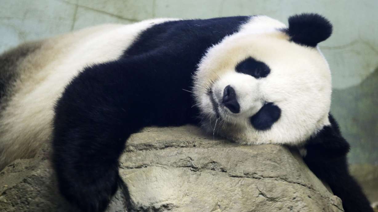 FILE - In this Aug. 23, 2015 file photo, The Smithsonian National Zoo's Giant Panda Mei Ziang, sleeps in the indoor habitat at the zoo in Washington. Zookeepers at Washington's National Zoo are on baby watch after concluding that venerable giant panda matriarch Mei Ziang is pregnant and could give birth this week. (AP Photo/Jacquelyn Martin)