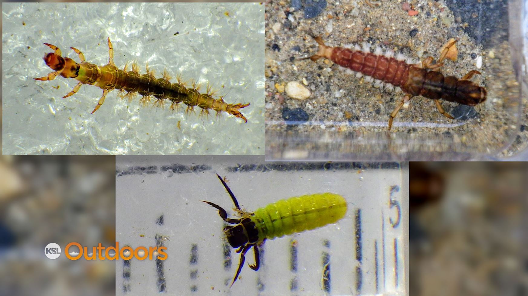 Fish Tech Fishing Tip: How to Fish Caddis Patterns