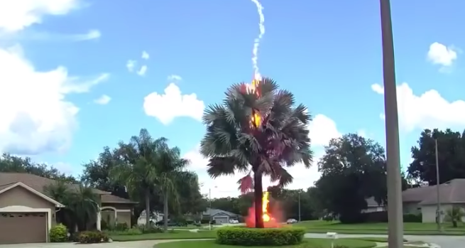 Have You Seen This? Incredible video of lightning striking a Florida palm tree