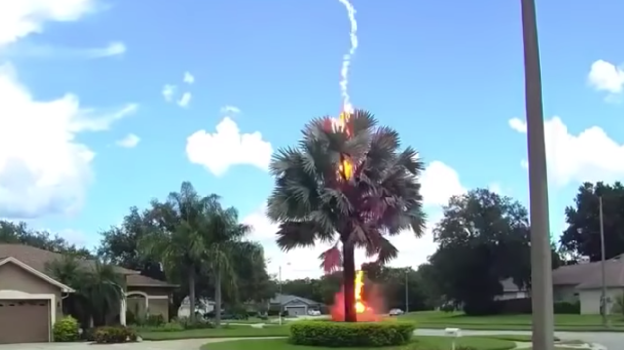 Have You Seen This? Incredible video of lightning striking a Florida palm tree