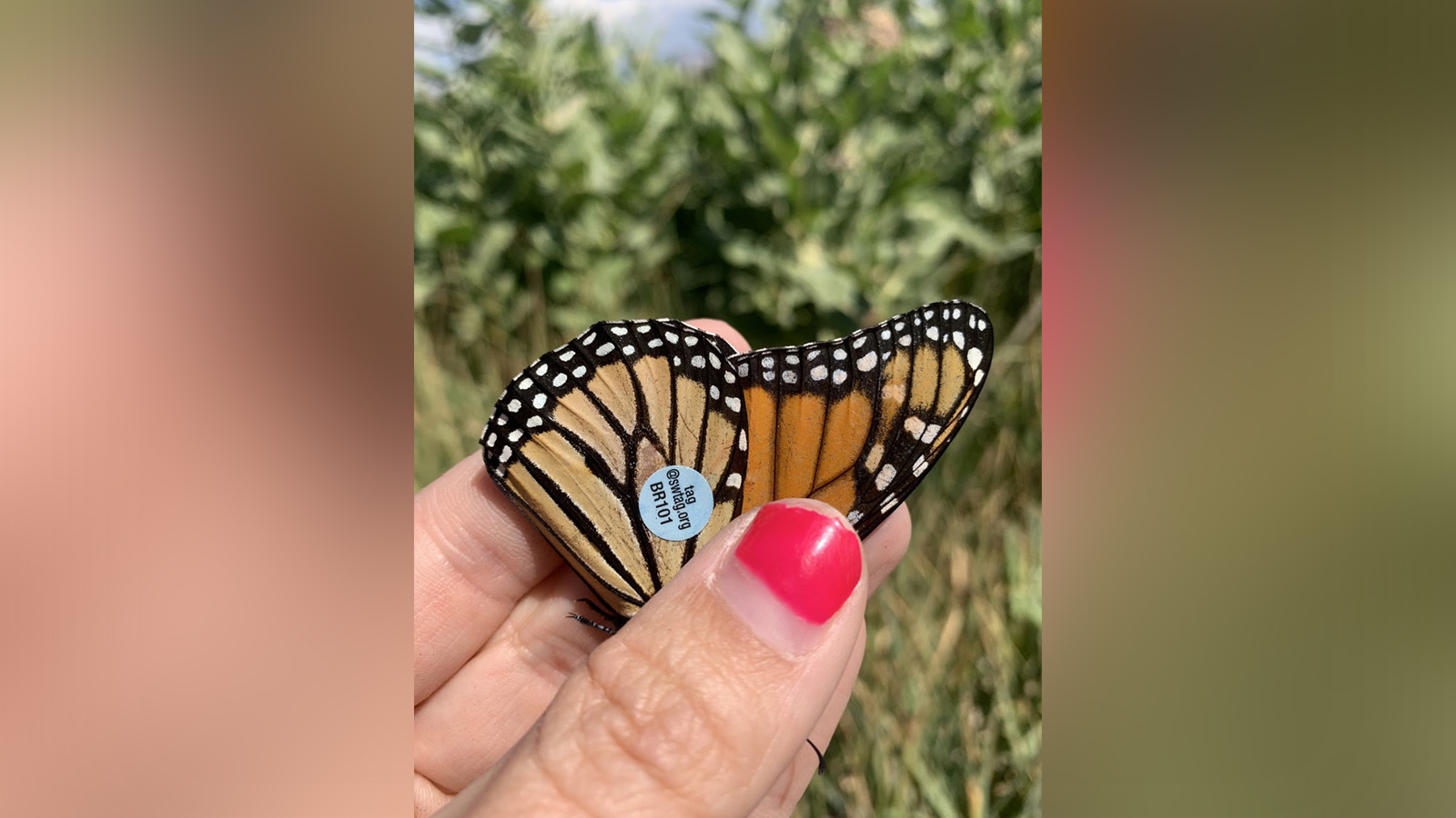 Monarch butterfly tagged on Aug. 17, 2020.