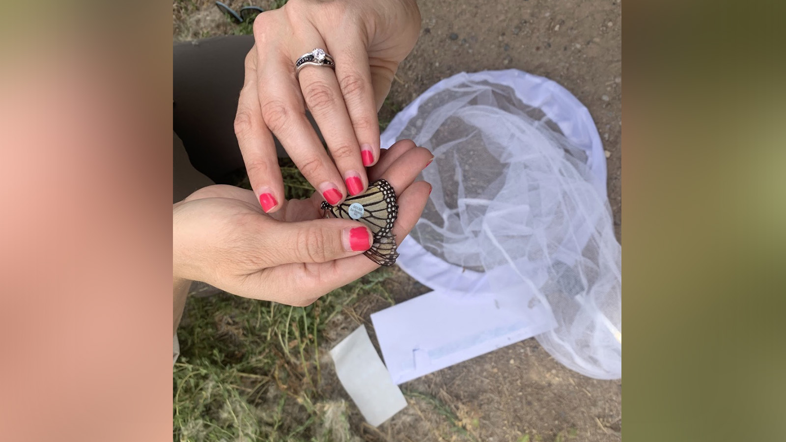 A Utah Division of Wildlife Resources member places an identification tag on a butterfly in Uintah County on Monday, Aug. 17, 2020.