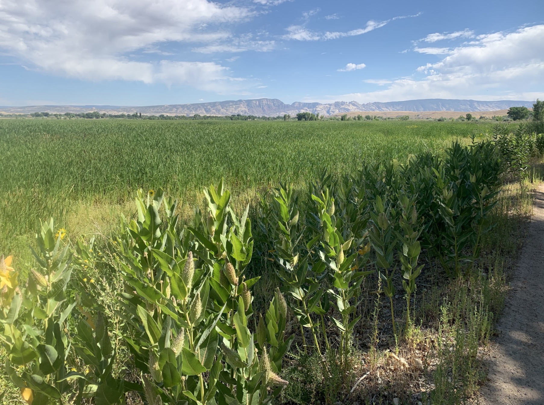 Milkweed growing at Stewart Lake Wildlife Management Area in Jensen, Uintah County on Monday, Aug. 17, 2020.