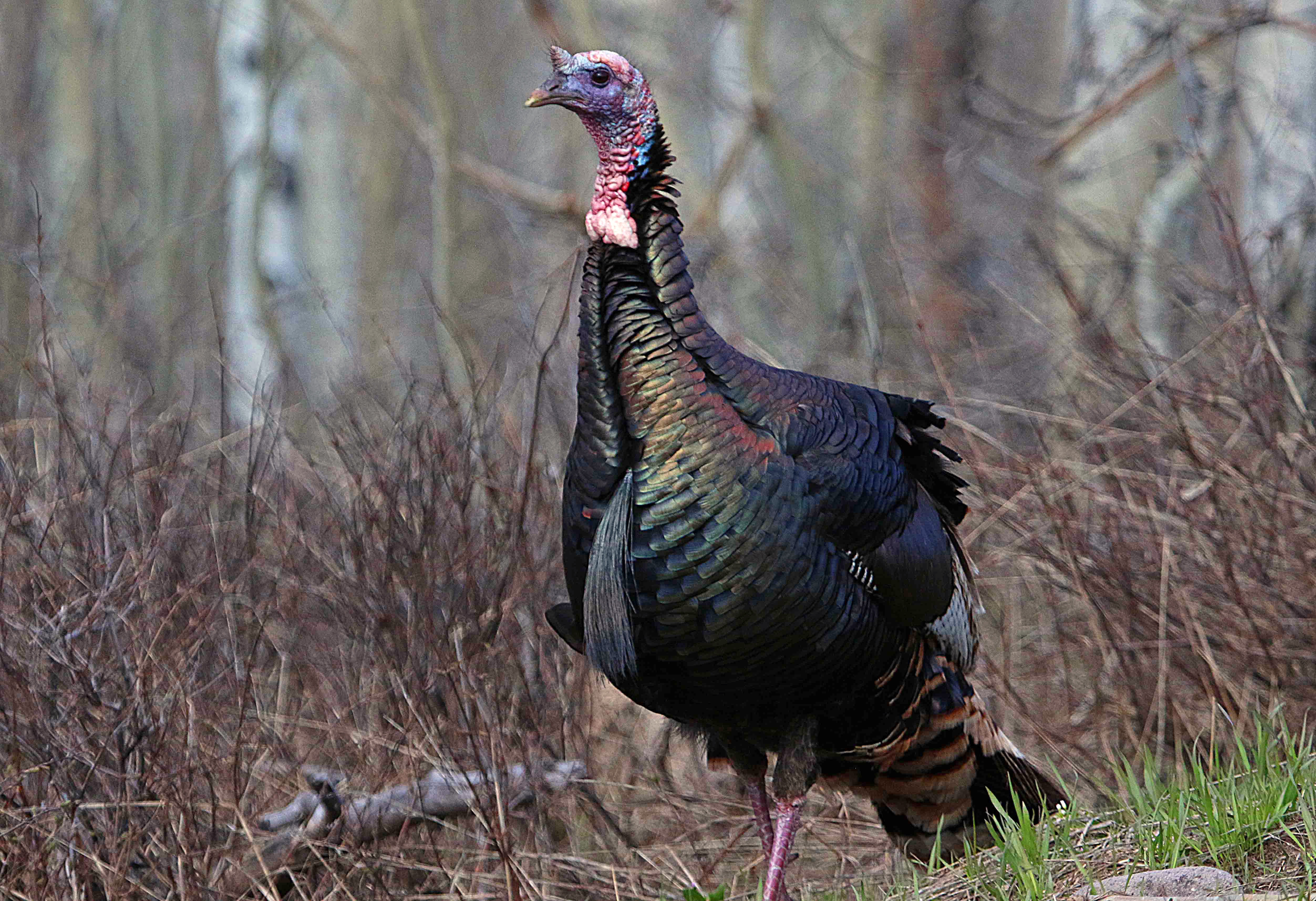 Farmers near Chicago say a shortage of workers on turkey farms could result in a turkey shortage this holiday season.