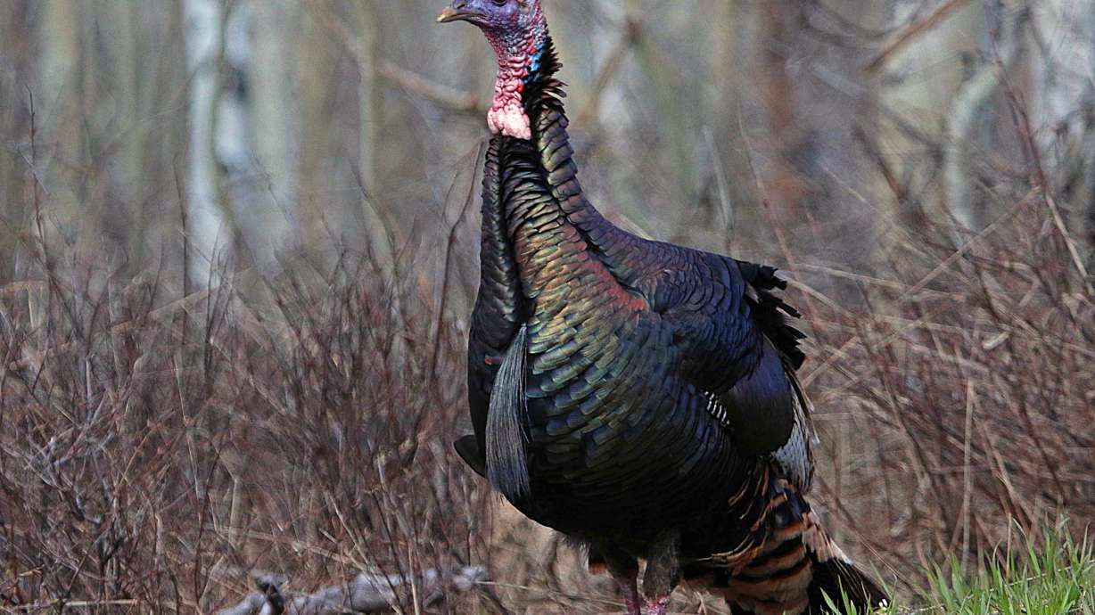 Farmers near Chicago say a shortage of workers on turkey farms could result in a turkey shortage this holiday season.