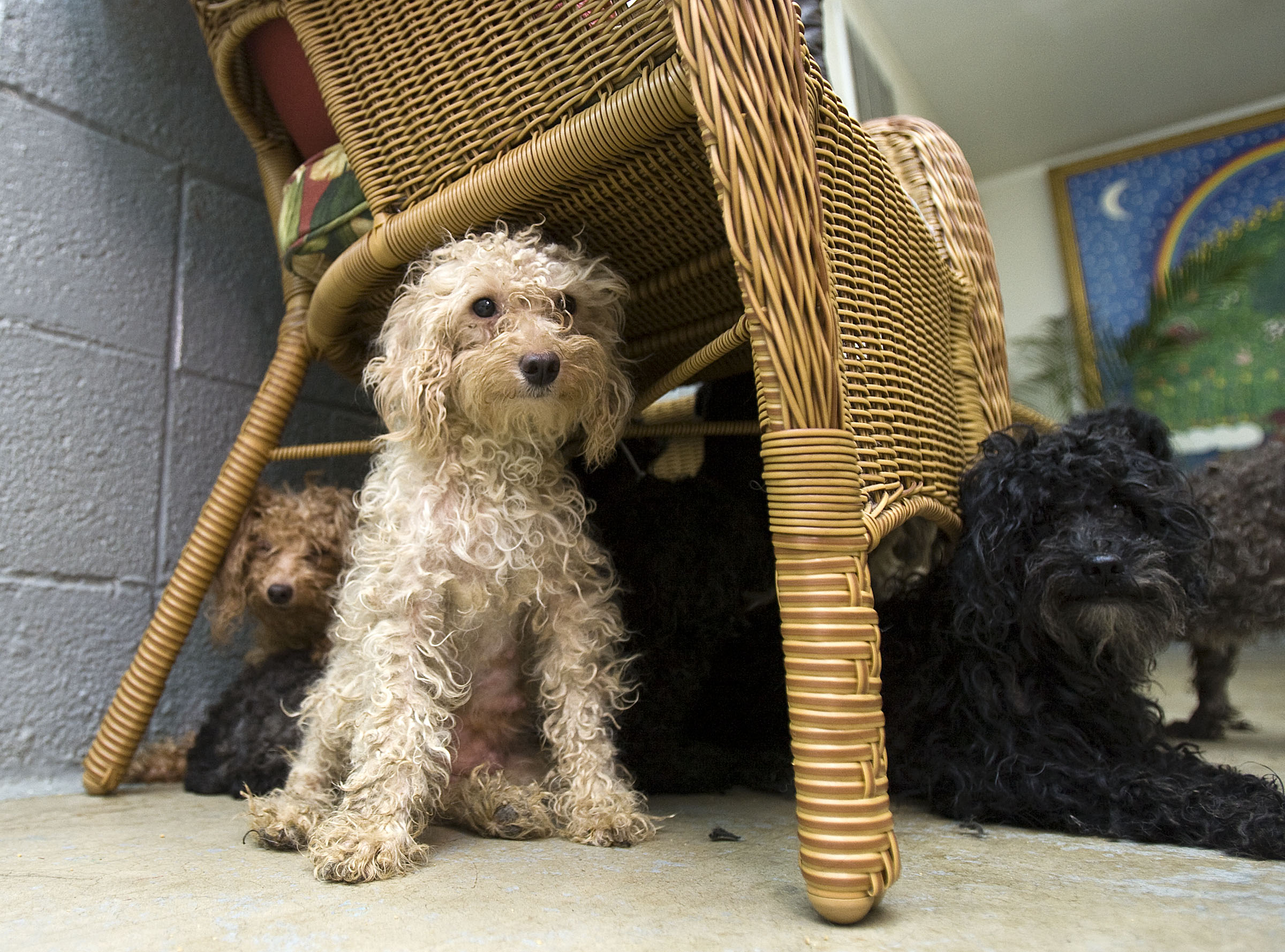 Poodles hide under a wicker chair as workers groom a second layer of fur off of poodles that were found in a home in Roosevelt, Utah in deplorable conditions covered in feces, metal fencing and their own matted hair. About 65 or more animals were found in the home where they were being cared for by an elderly person who passed away. Photos taken at the Utah Animal Adoption Center in Salt Lake City, Utah, Monday, June 15, 2009. August Miller, Deseret News
