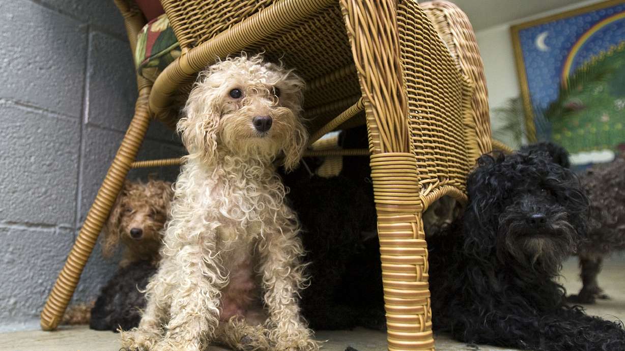 Poodles hide under a wicker chair as workers groom a second layer of fur off of poodles that were found in a home in Roosevelt, Utah in deplorable conditions covered in feces, metal fencing and their own matted hair. About 65 or more animals were found in the home where they were being cared for by an elderly person who passed away. Photos taken at the Utah Animal Adoption Center in Salt Lake City, Utah, Monday, June 15, 2009. August Miller, Deseret News