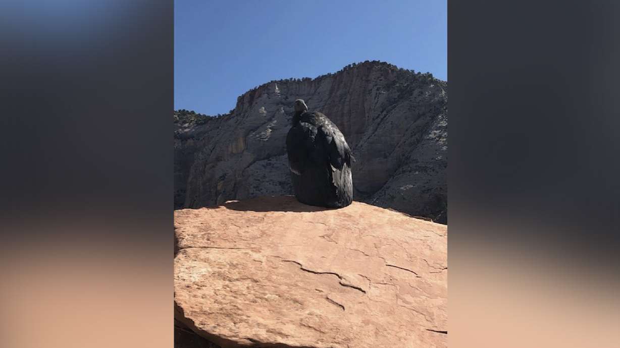 1K at Zion National Park