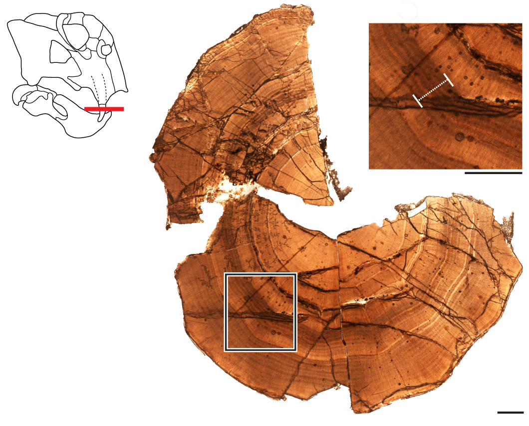 This thin-section of the fossilized tusk from an Antarctic Lystrosaurus shows layers of dentine deposited in rings of growth. The tusk grew inward, with the oldest layers at the edge and the youngest layers near the center, where the pulp cavity would have been. At the top right is a close-up view of the layers, with a white bar highlighting a zone indicative of a hibernation-like state. Scale bar is 1 millimeter.