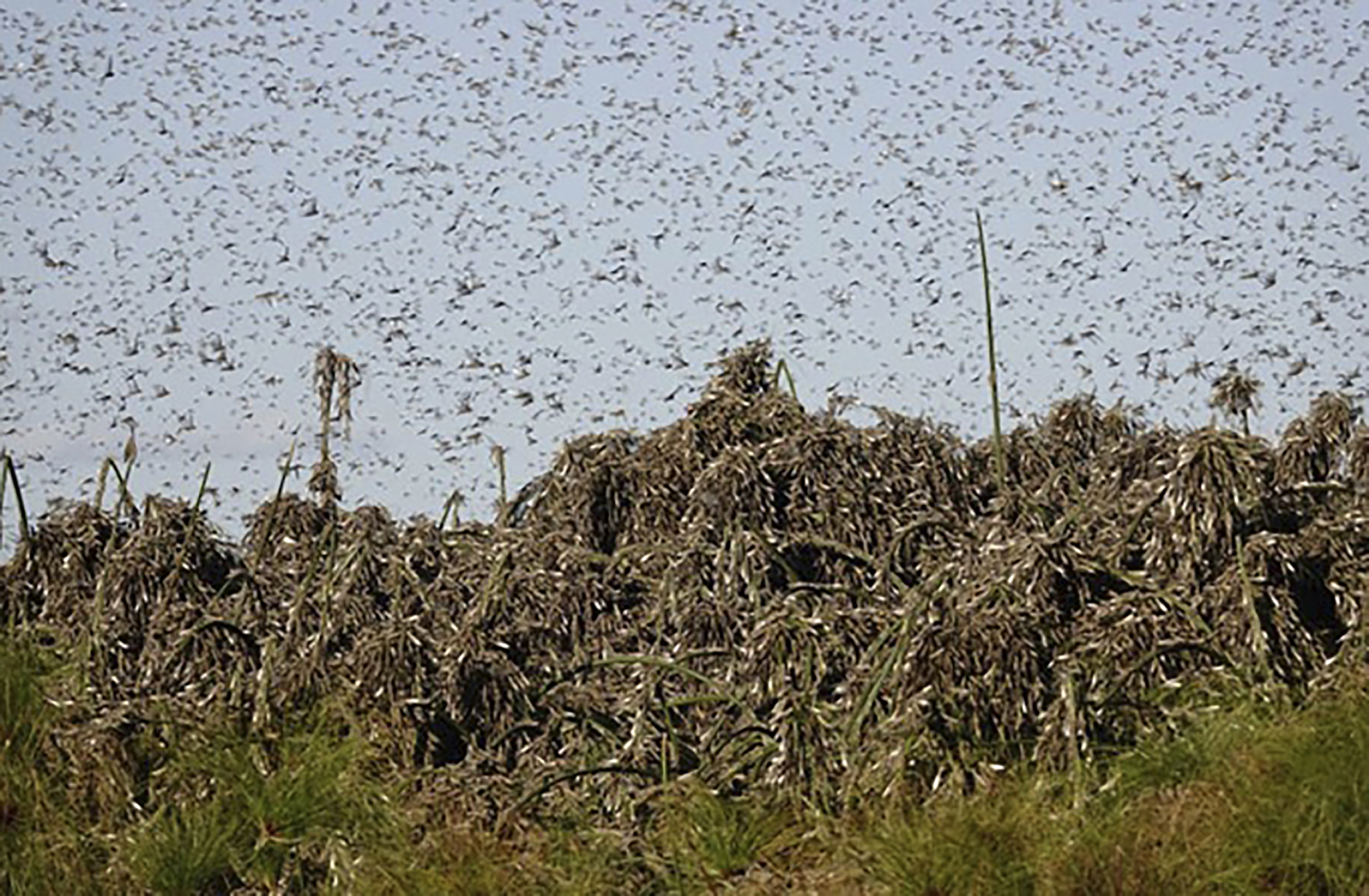 Locusts now threatening parts of southern Africa, UN says