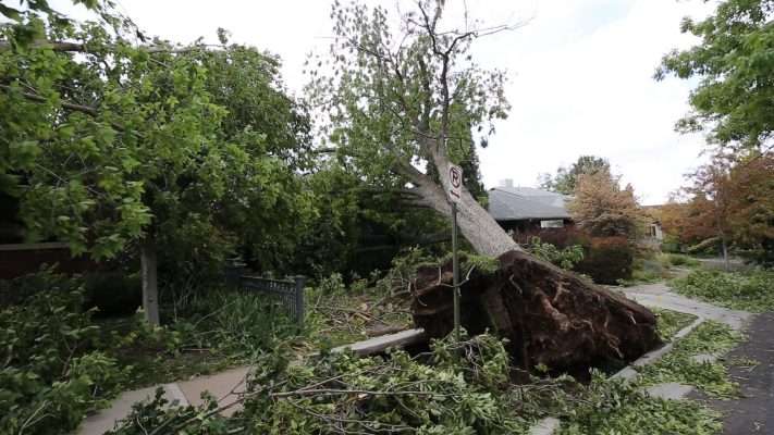 Trees falling during a windstorm damage homes in northern Utah Tuesday, Sept. 8, 2020.