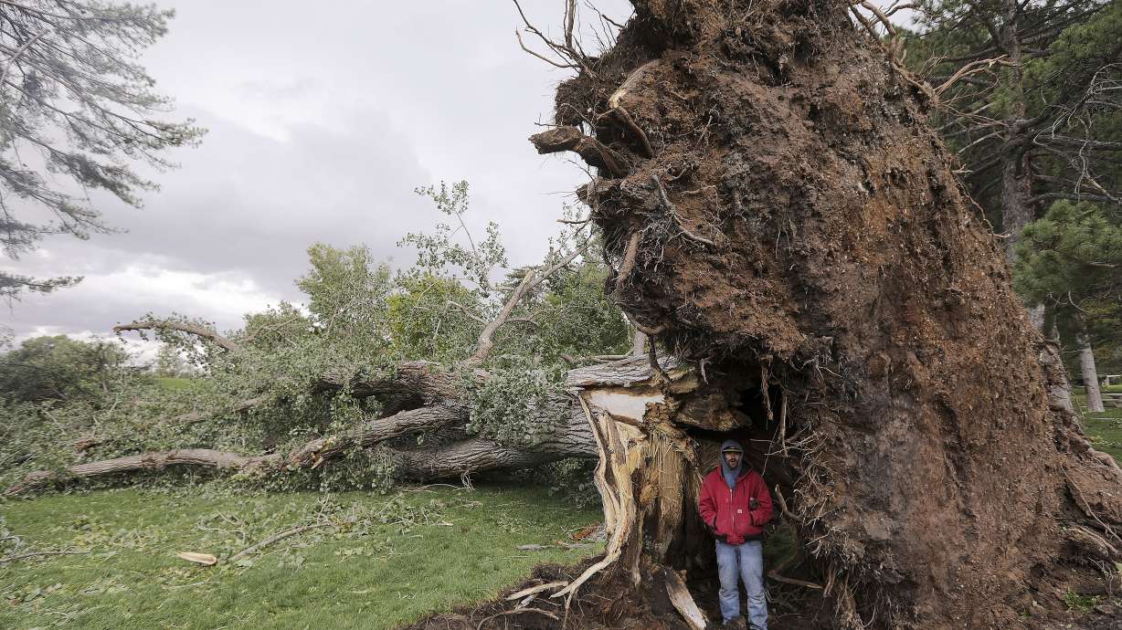 Whaley Webster stands under a tree in Liberty Park in Salt Lake City that was felled during a windstorm on Tuesday, Sept. 8, 2020.