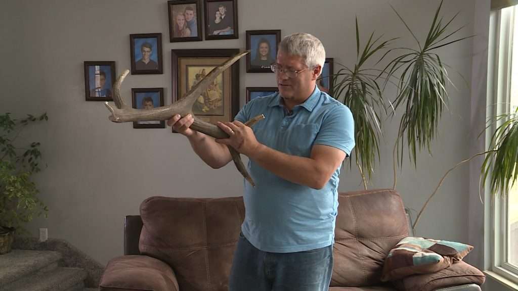 Mike Sepos saved the antler from the elk involved in the crash.