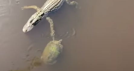 Have You Seen This? Just a turtle high fiving an alligator