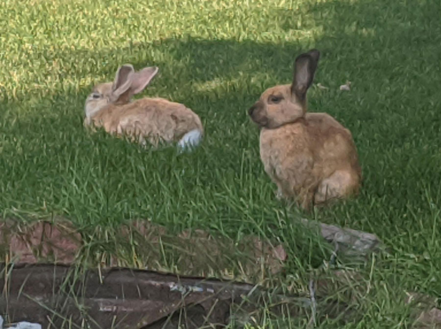 Stray rabbits roaming around Idaho town and you’re invited to help catch them