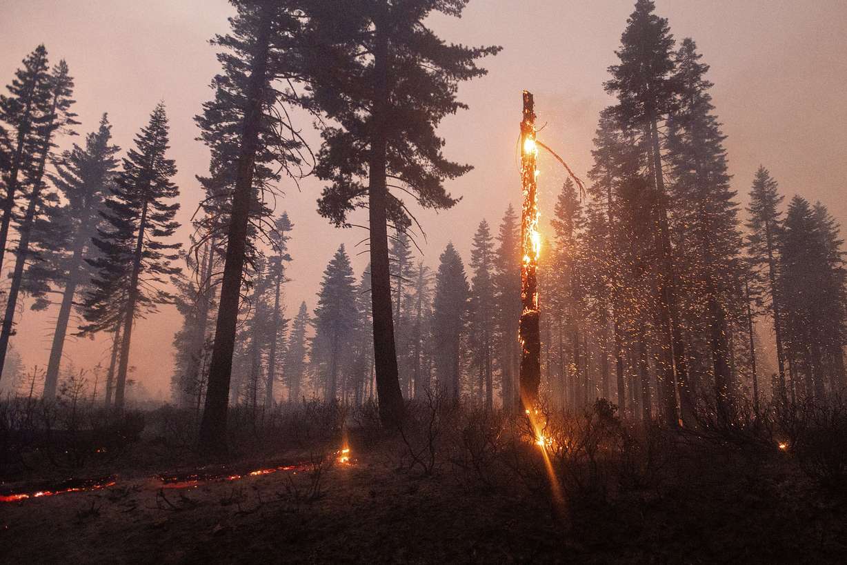 A tree casts embers as the North Complex Fire burns in Plumas National Forest, Calif., on Monday, Sept. 14, 2020.
