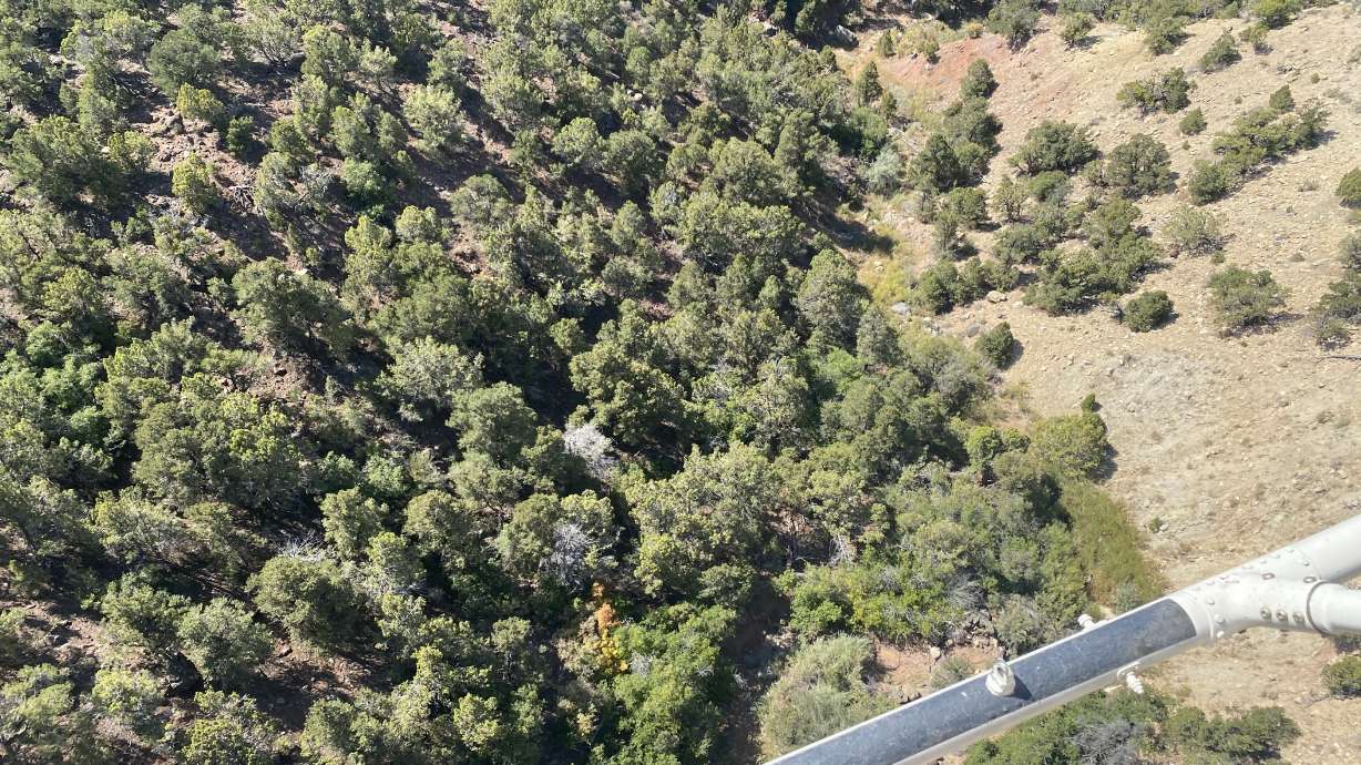 Police search for a man suspected of stealing a vehicle before leading them on a two-hour search in the woods near Cedar City.