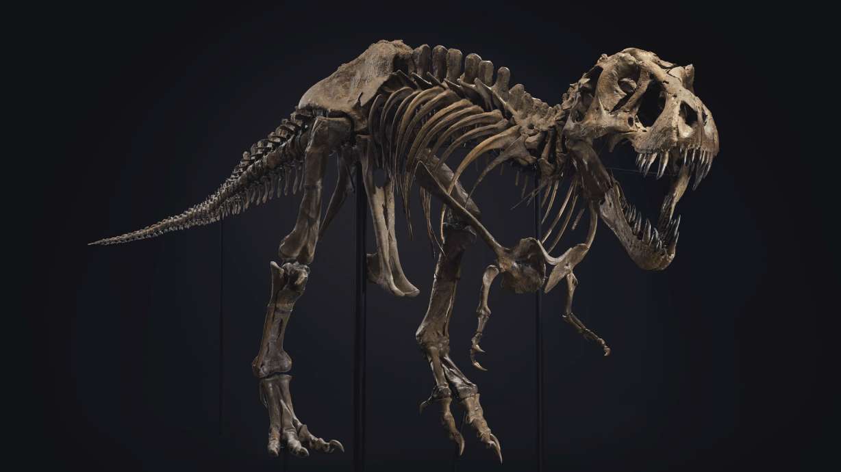 Want to buy a dinosaur? One of the world's biggest T. rex skeletons is up for sale