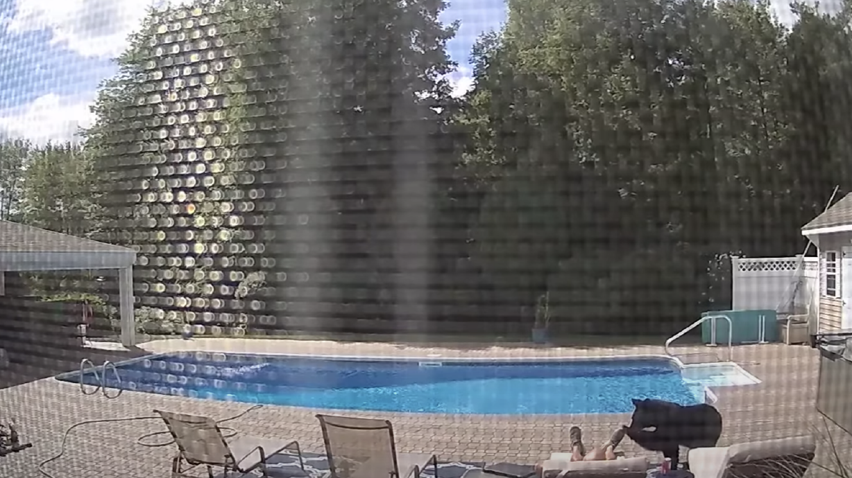 Have You Seen This? Man's poolside nap ruined by curious bear