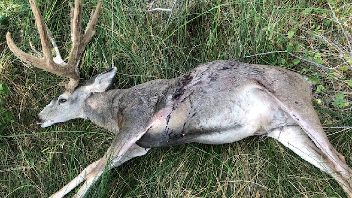 A deer that was found illegally poached in Magna on Monday, Sept. 14, 2020.