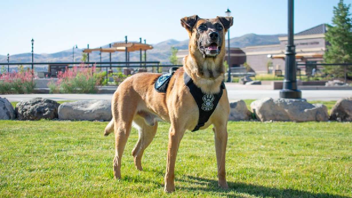 Herriman Police Department’s K-9, Hondo, was killed Feb. 13, 2020, in downtown Salt Lake City. A new report determined that he was shot by police while they were trying to apprehend fugitive Brian Francis Filion, 41, who was also shot and killed.