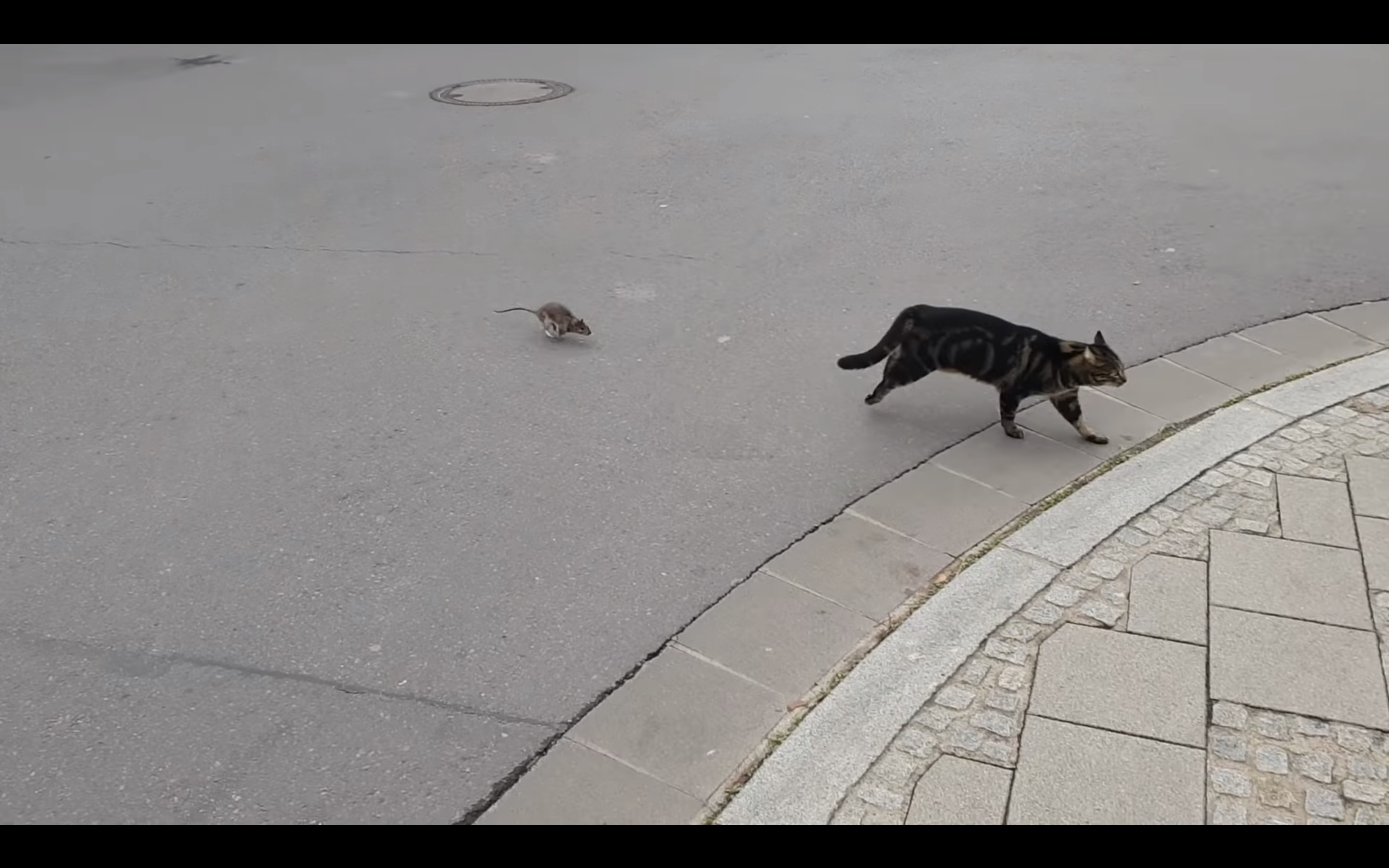 Have You Seen This? Cat doesn’t stand chance against street rat