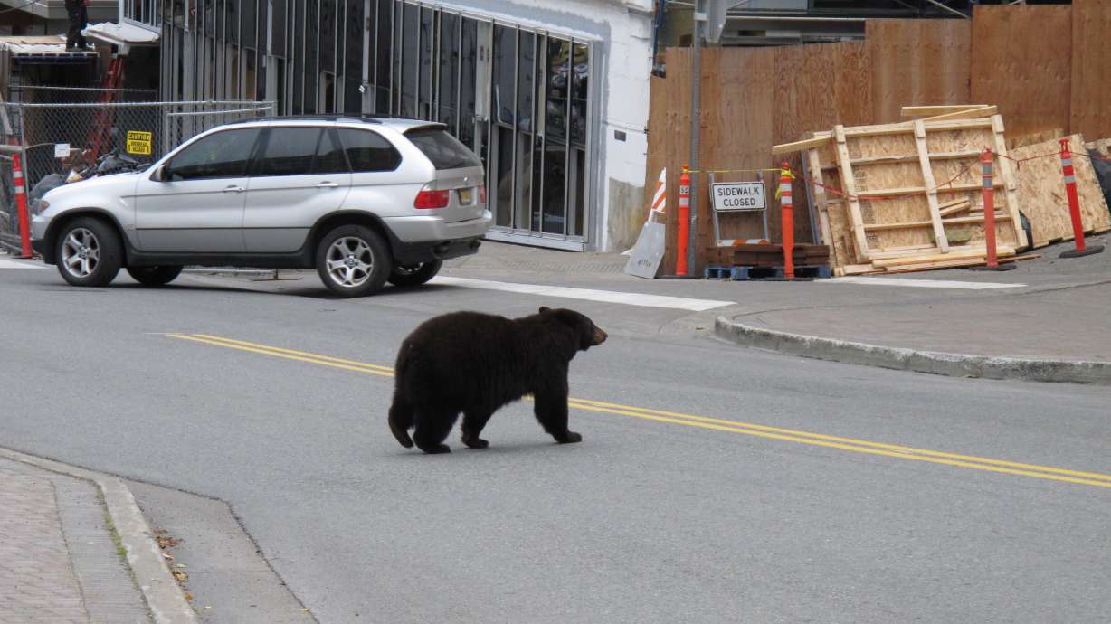 More young bears, less food send them to Juneau’s garbage
