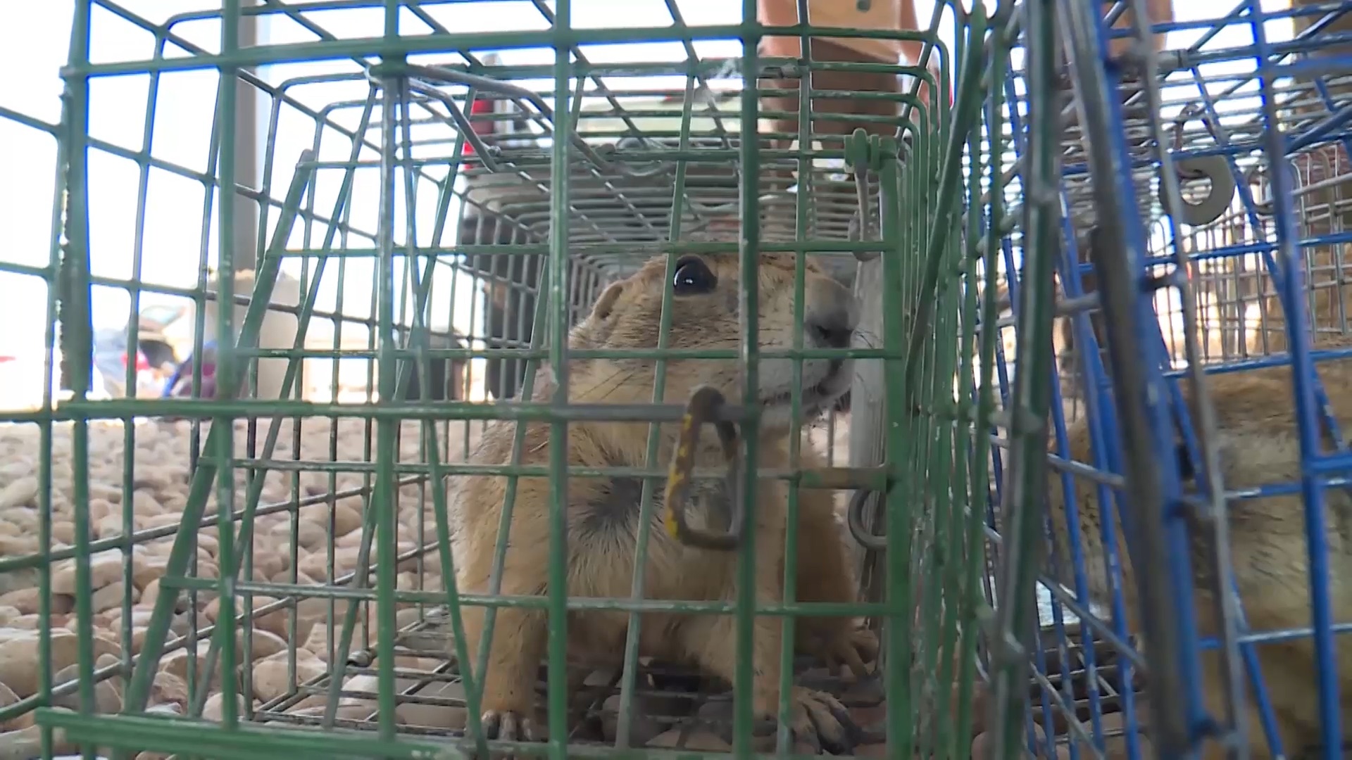 A prairie dog sits in a cage before being outfitted with a GPS collar by biologists with the Utah Division of Wildlife Resources in Cedar City on Wednesday, Aug. 29, 2018.