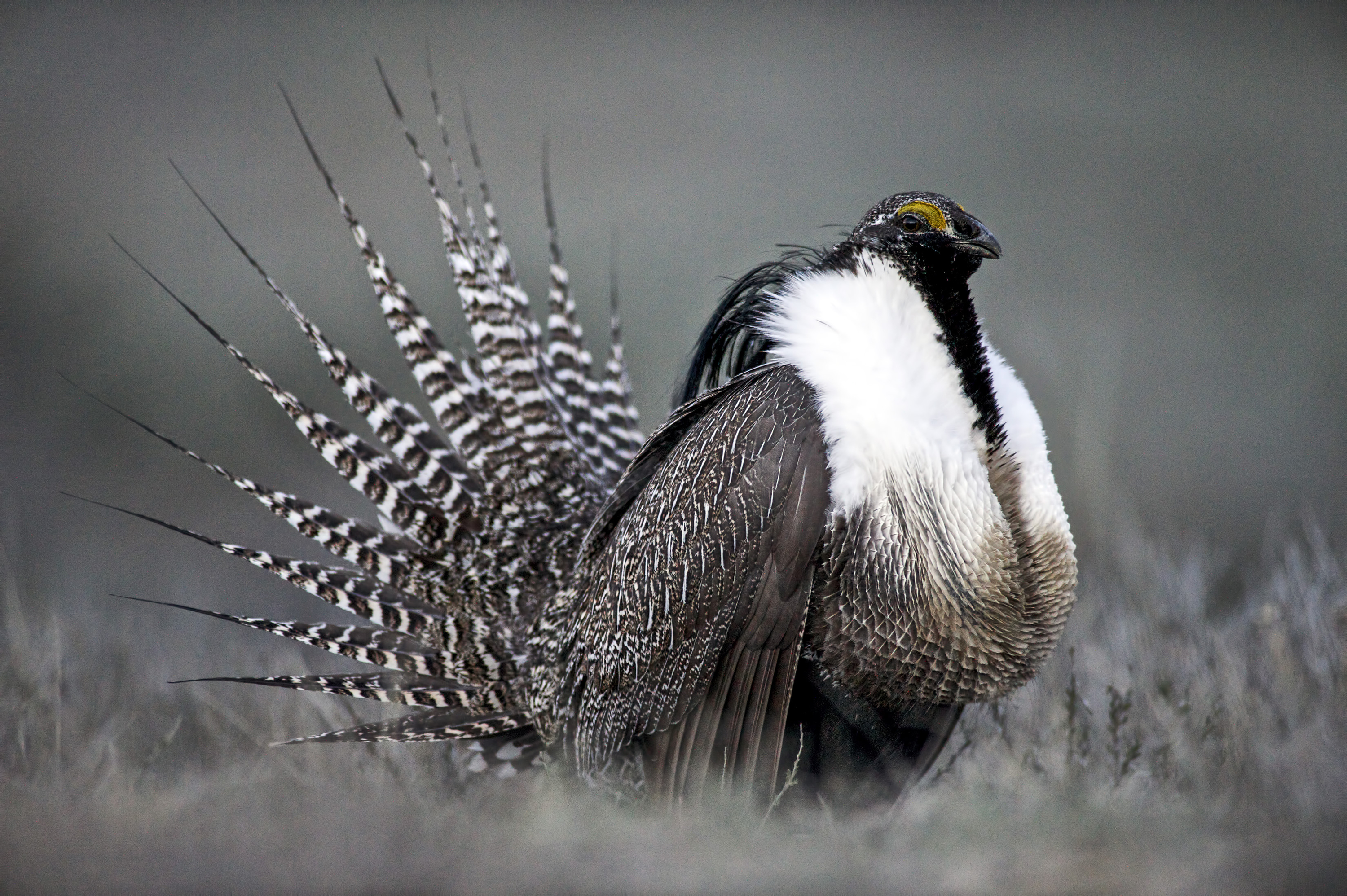 20141204
FILE - This April 2014 photo provided by Colorado Parks and Wildlife shows a Gunnison sage grouse with tail feathers fanned near Gunnison, Colo. Research at the biggest wind farm project being developed in the U.S. right now seeks to help the chicken-sized bird that within a year could be listed as a threatened or endangered species. (AP Photo/Colorado Parks and Wildlife, Dave Showalter, File)
Dave Showalter
Gunnison Sage Grouse
Colorado Parks and Wildlife
AP PROVIDES ACCESS TO THIS PUBLICLY DISTRIBUTED HANDOUT PHOTO PROVIDED BY COLORADO PARKS AND WILDLIFE.