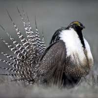 Groups threaten suit over rare bird’s fate in Colorado, Utah
