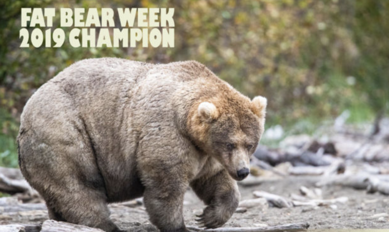 Holly, the 2019 Fat Bear Week champion. This week, the people will vote for a new champion.