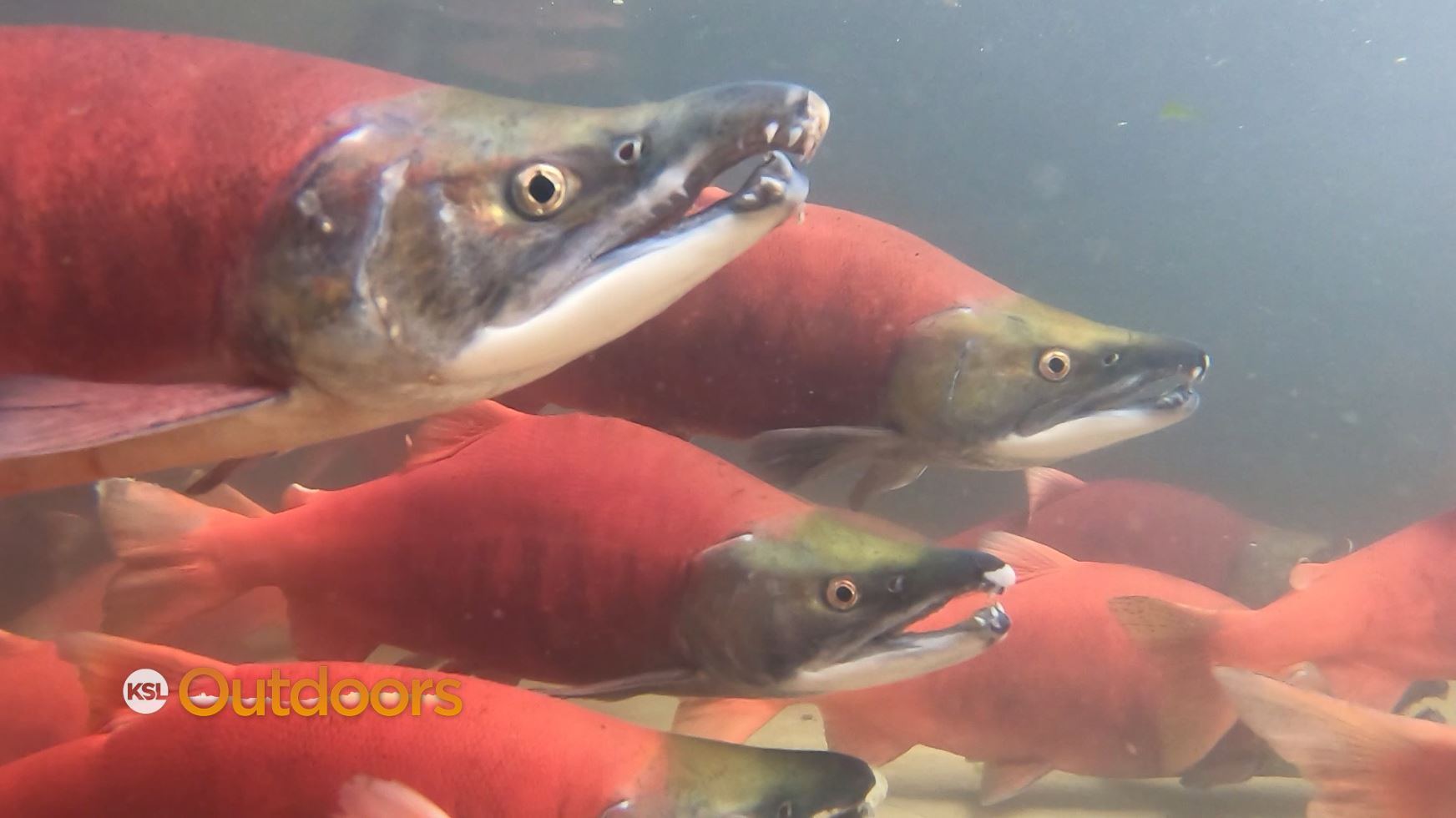Utah Field Guide: Spawning Kokanee