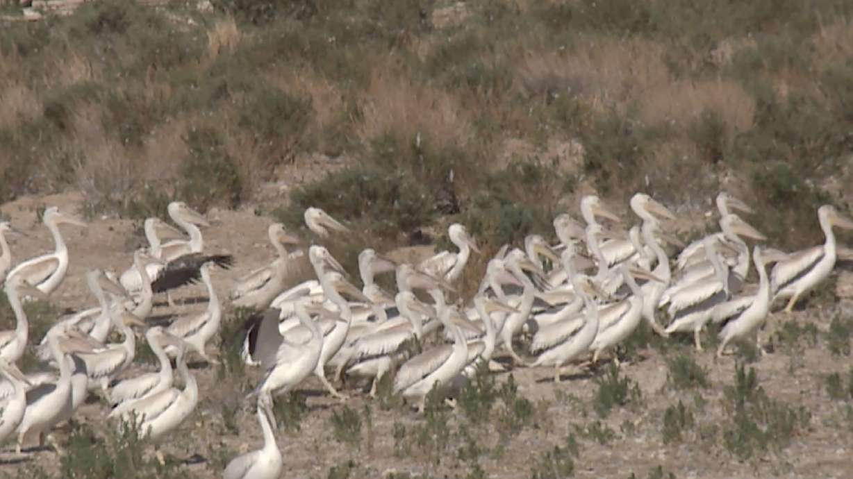 Gunnison island pelicans