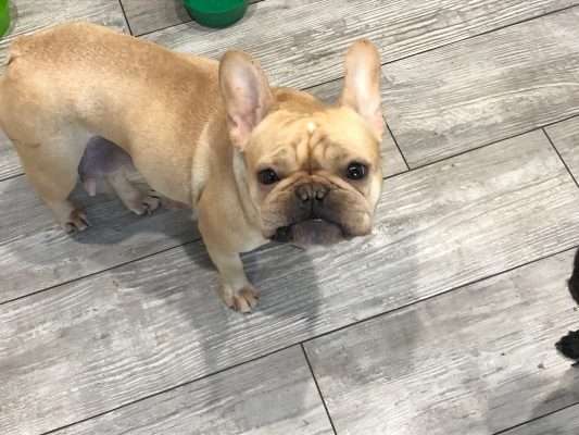 A purebred French Bulldog breeder is concerned about the condition of her two dogs and 10 puppies after someone got into her house and stole them.