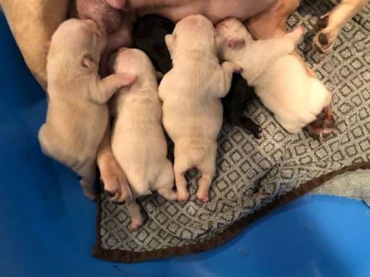 A purebred French Bulldog breeder is concerned about the condition of her two dogs and 10 puppies after someone got into her house and stole them.
