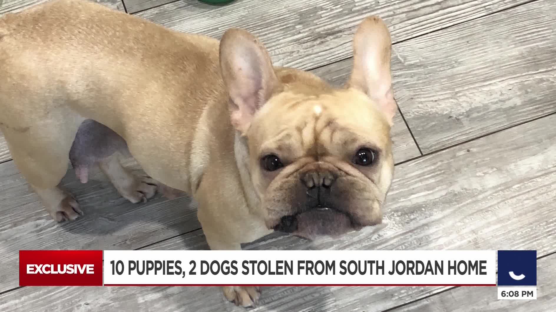 puppy store jordan landing