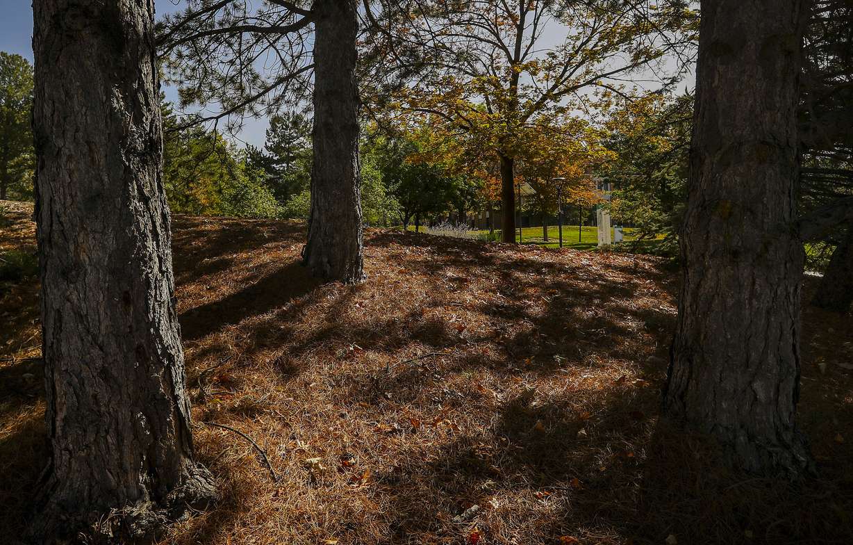 Dead pine needles from Austrian pine trees cover the ground on North Campus Drive on the University of Utah campus in Salt Lake City on Monday, Sept. 28, 2020. A new U. study looks at air pollution by slicing through pine tree needles. The team selected four Austrian pine trees on North Campus Drive and collected pine needles twice in 2017 after a summer of relatively good air and again in December during some of that winter’s worst air quality.