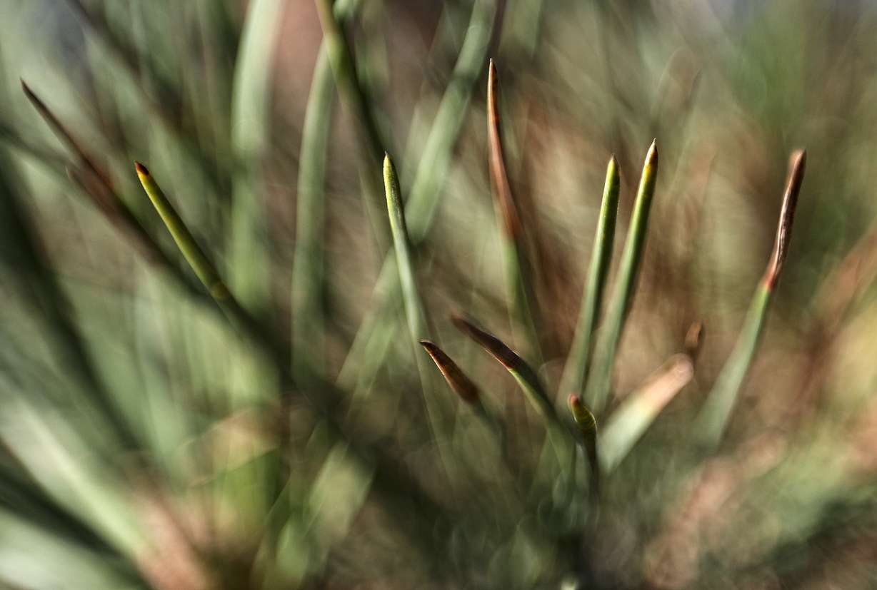 Pine needles from an Austrian pine tree move in the wind on North Campus Drive on the University of Utah campus in Salt Lake City on Monday, Sept. 28, 2020. A new U. study looks at air pollution by slicing through pine tree needles. The team selected four Austrian pine trees on North Campus Drive and collected pine needles twice in 2017 after a summer of relatively good air and again in December during some of that winter's worst air quality.