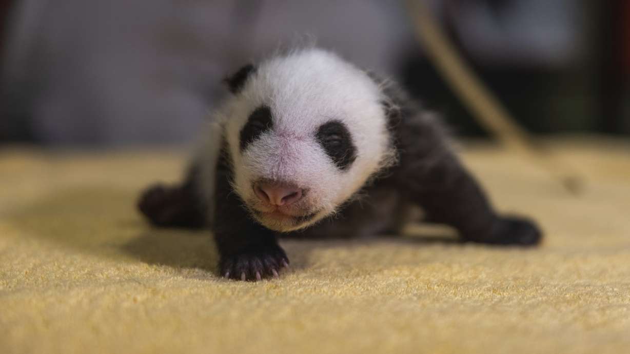 National Zoo: Genetic tests reveal new baby panda is a boy