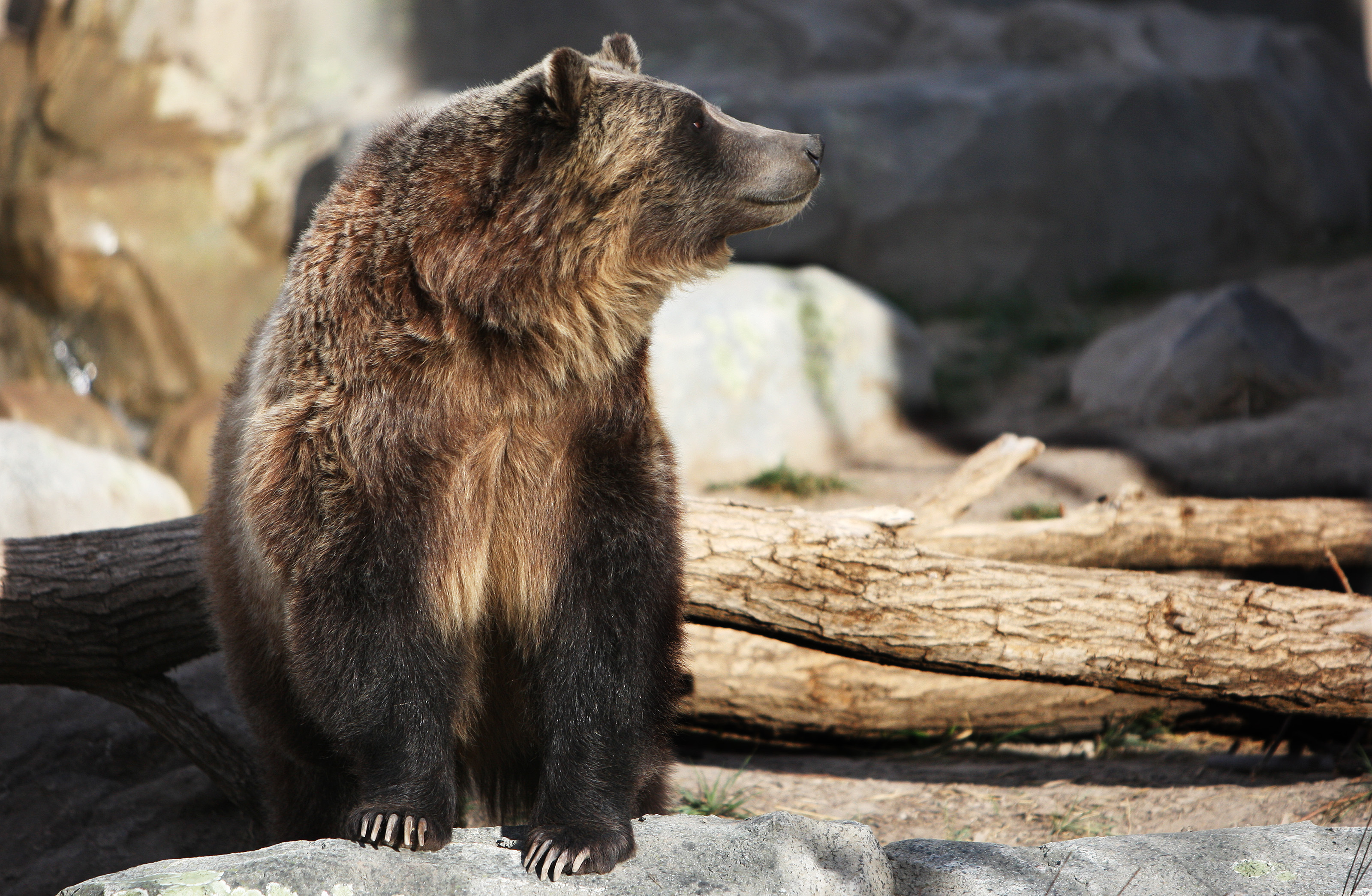 Trees downed in windstorm bring new life to Hogle Zoo exhibits