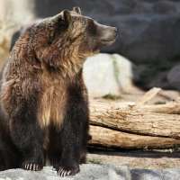 Trees downed in windstorm bring new life to Hogle Zoo exhibits